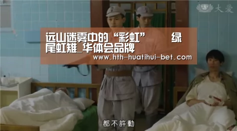 远山迷雾中的“彩虹”――绿尾虹雉_华体会品牌(图2) 华体会官网